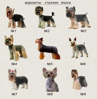 Йорк щенок размеры