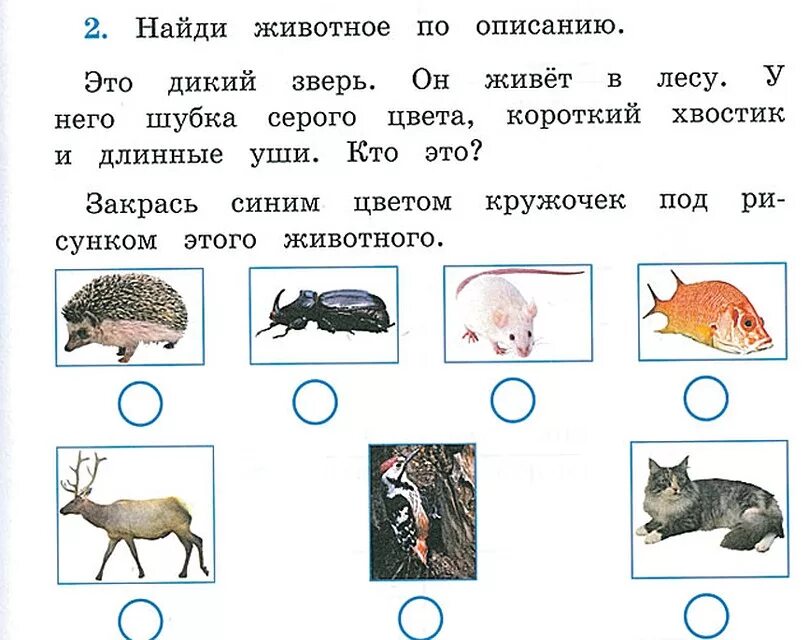Тест разнообразие животных 3 класс плешаков. Задания по окружающему миру 1 класс. Задания для первого класса по окружающему миру. Окружающий мир 1 классьзадания. Окружающий мир 1 класс задания.