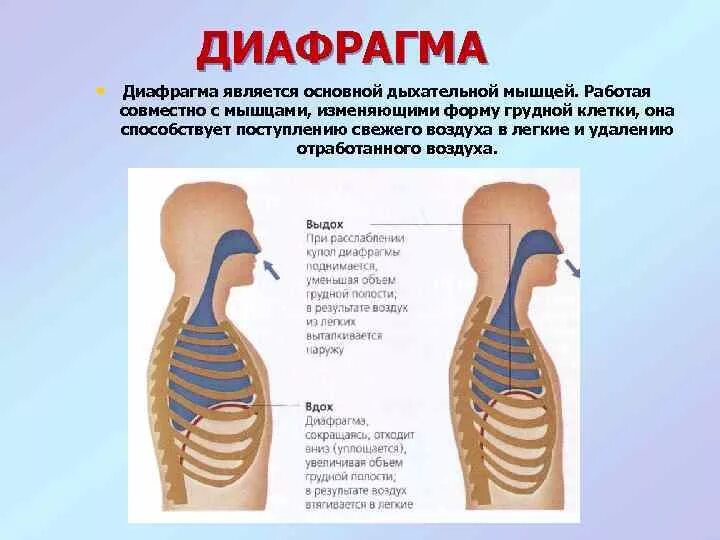 Диафрагма какая система органов. Диафрагма какая система органов