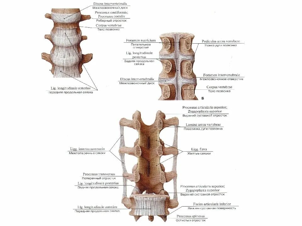 Передняя продольная связка l2-l5. Задняя продольная связка позвоночного столба. Соединения отростков позвонков. Связочный аппарат позвоночника анатомия.
