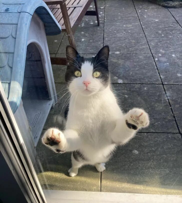 Коты раньше коты сейчас. Котик раньше.