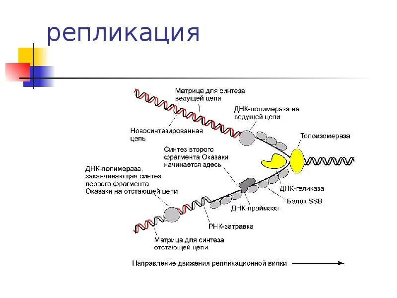 Схема инициации репликации. Инициация репликации ДНК схема. Схема репликационной вилки. Инициация репликации ДНК схема процесса. 3 этапа репликации