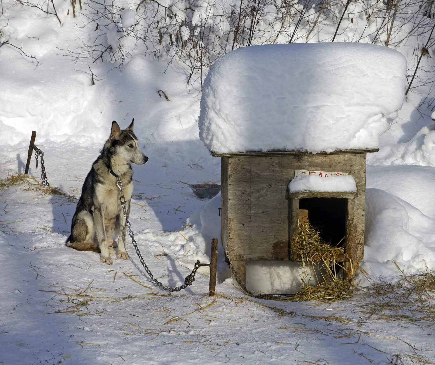 Dog village. Зимняя будка. Будка для собаки зимняя. Собака с конурой. Собака в будке зимой.