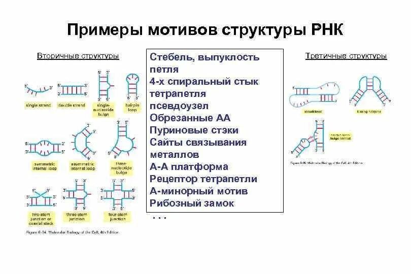 Первичная, вторичная, третичная структура РНК. Типы РНК:. Первичная вторичная и третичная структура ТРНК. Схема строения первичной структуры РНК. Первичная и вторичная структура РНК.