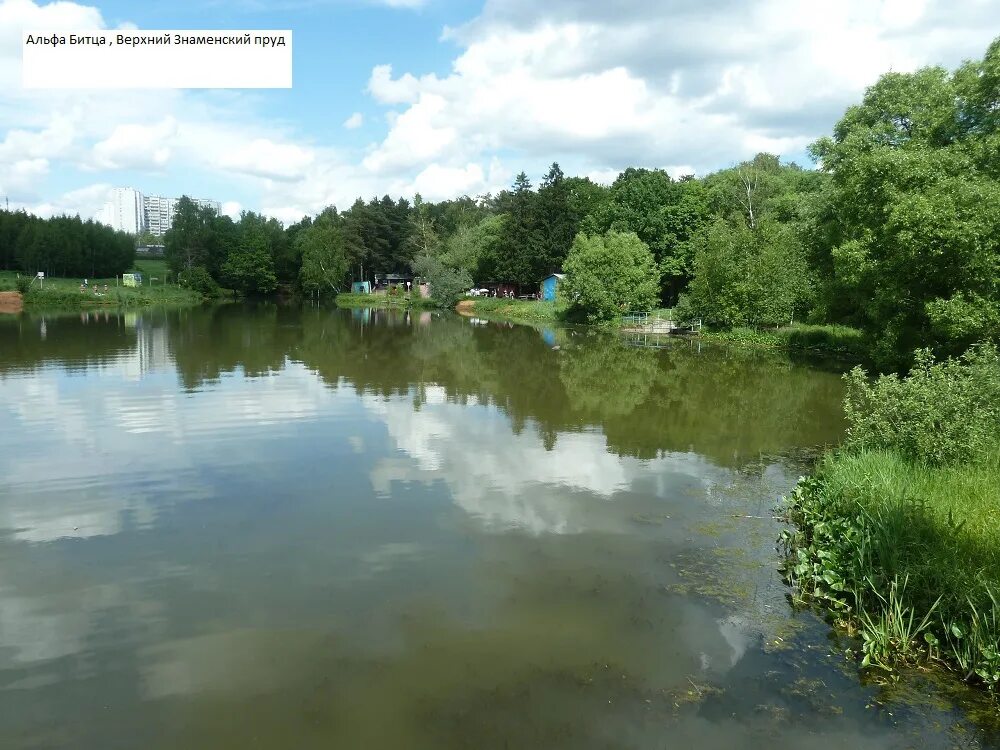 Машина в пруду. Машин пруд. Пруд киселки в деревне горки. Тихий берег истра пруд. Пруд крутец пензенская область.