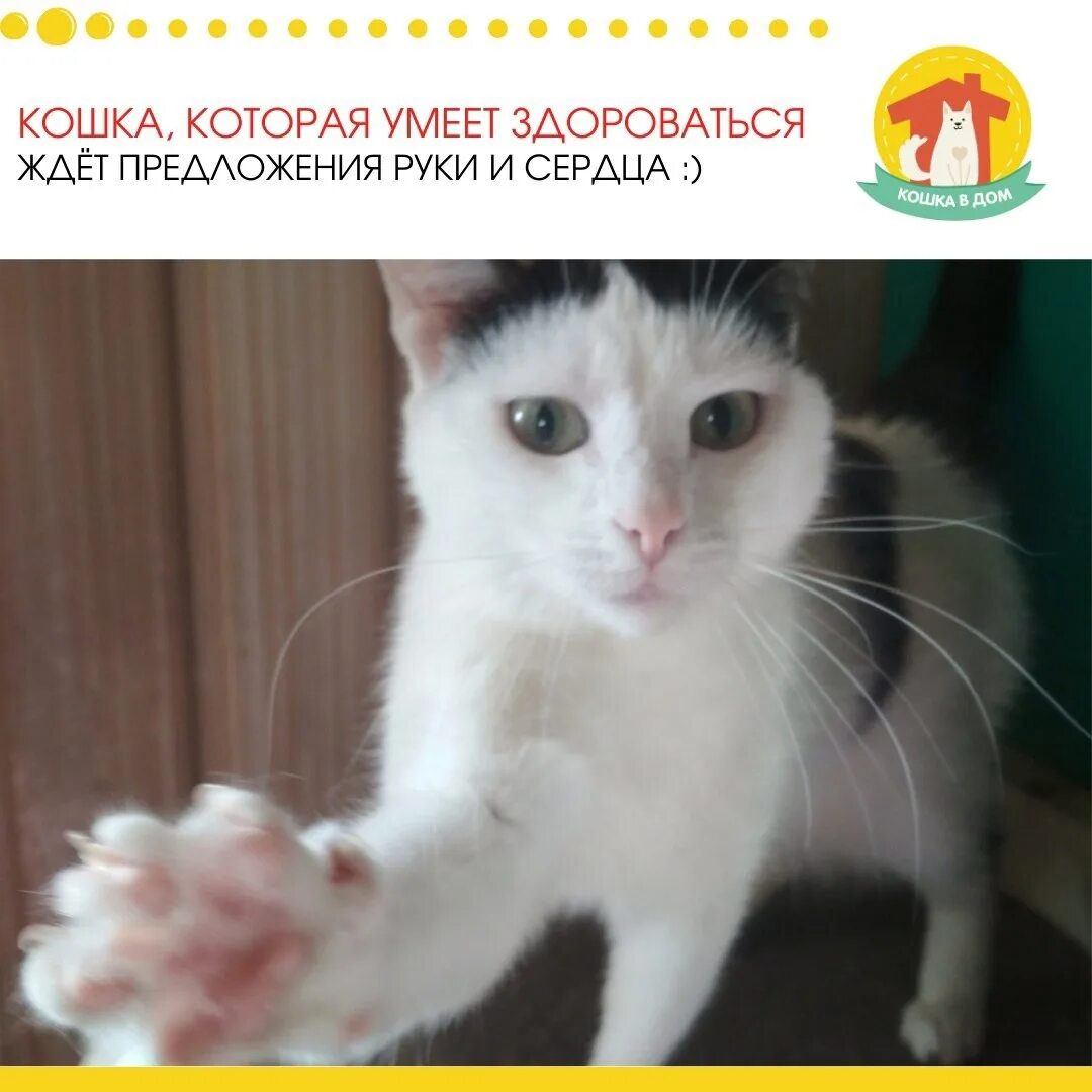 Кошка знаешь что такое