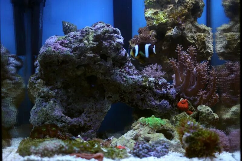 аквариум джебо р470. аквариум джеба. палюдариум амано. аквариум jebo 3126. аквариум джебо р 390.