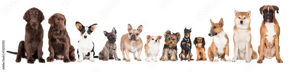 Few Small Dog Stuff #dogged #FancyDogCollar Dog grooming, Panda dog, Funny anima
