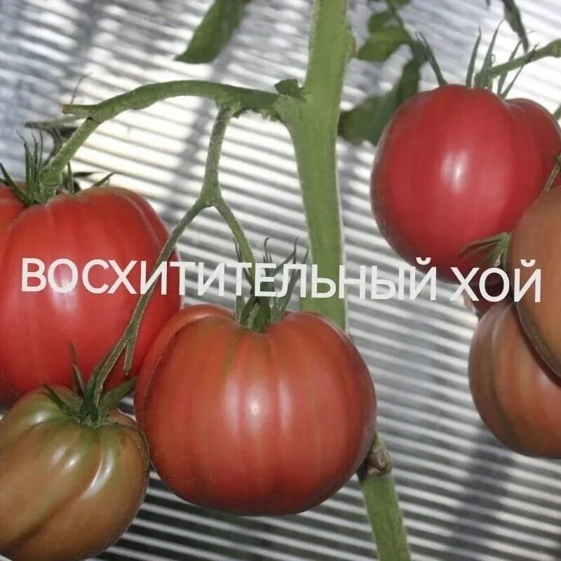 Томат Хой. Помидоры восхитительный Хой. Томат отводы. Помидоры hoy delicious.