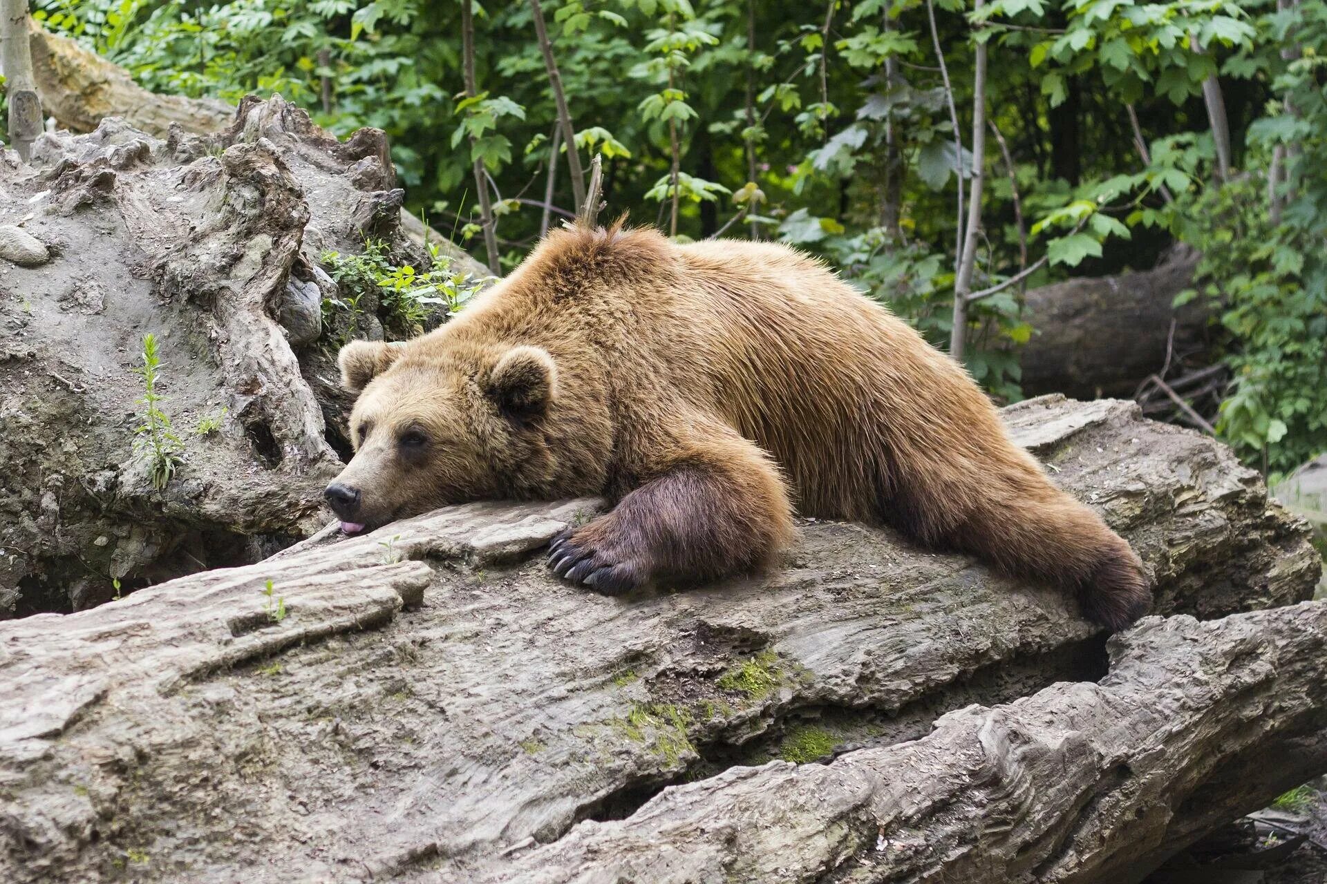 Sleeping bears