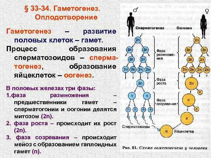 Установите последовательность происходящих при размножении человека