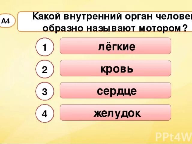 Какой внутренней. Какой внутренний орган состоит из альвеол. какие органы входят в отделы внутренней кухни. какой орган человека называют мотором. какой внутренние органы входят в отделы внутренней кухни человека.