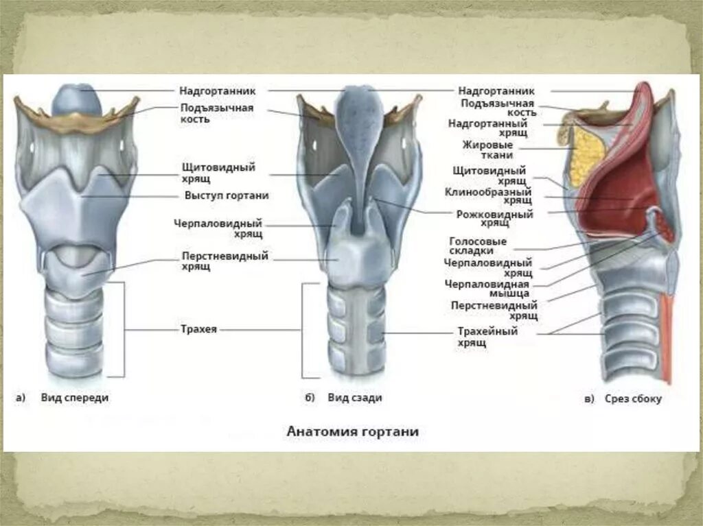 Хрящевое строение гортани. Черпаловидный хрящ гортани анатомия. Строение гортани клиновидный хрящ. Парные хрящи гортани анатомия. Перстневидный хрящ гортани.