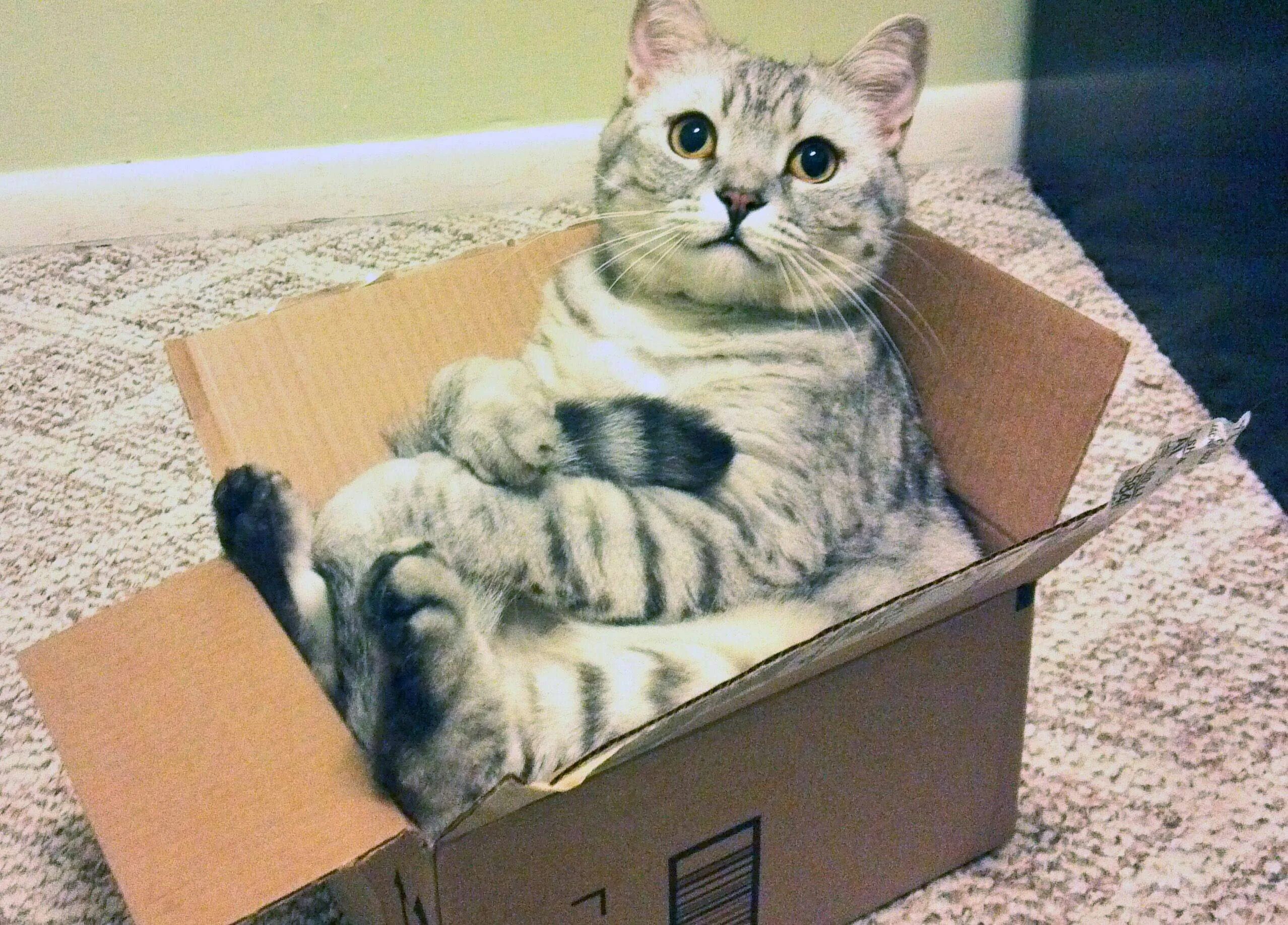Почему коты любят сидеть