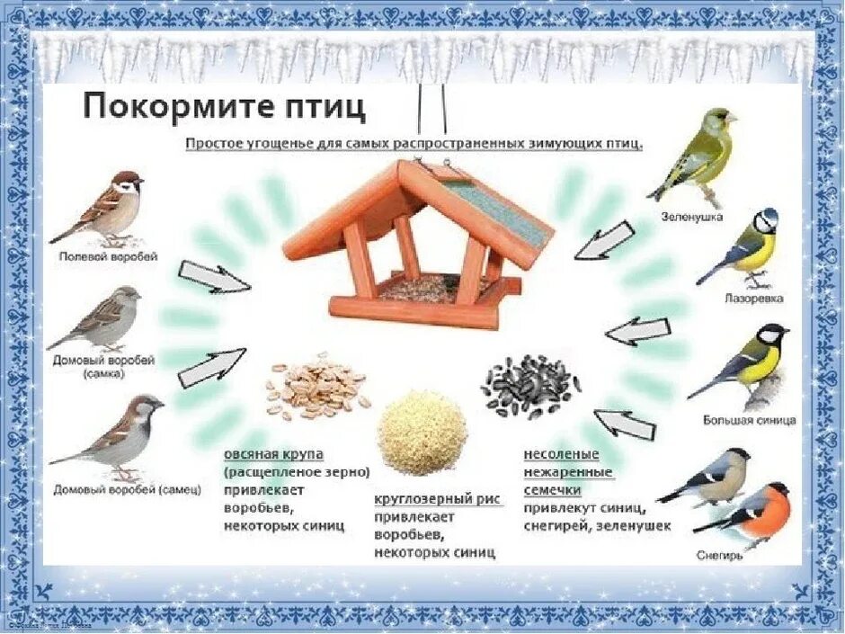 Планирование зимующие птицы