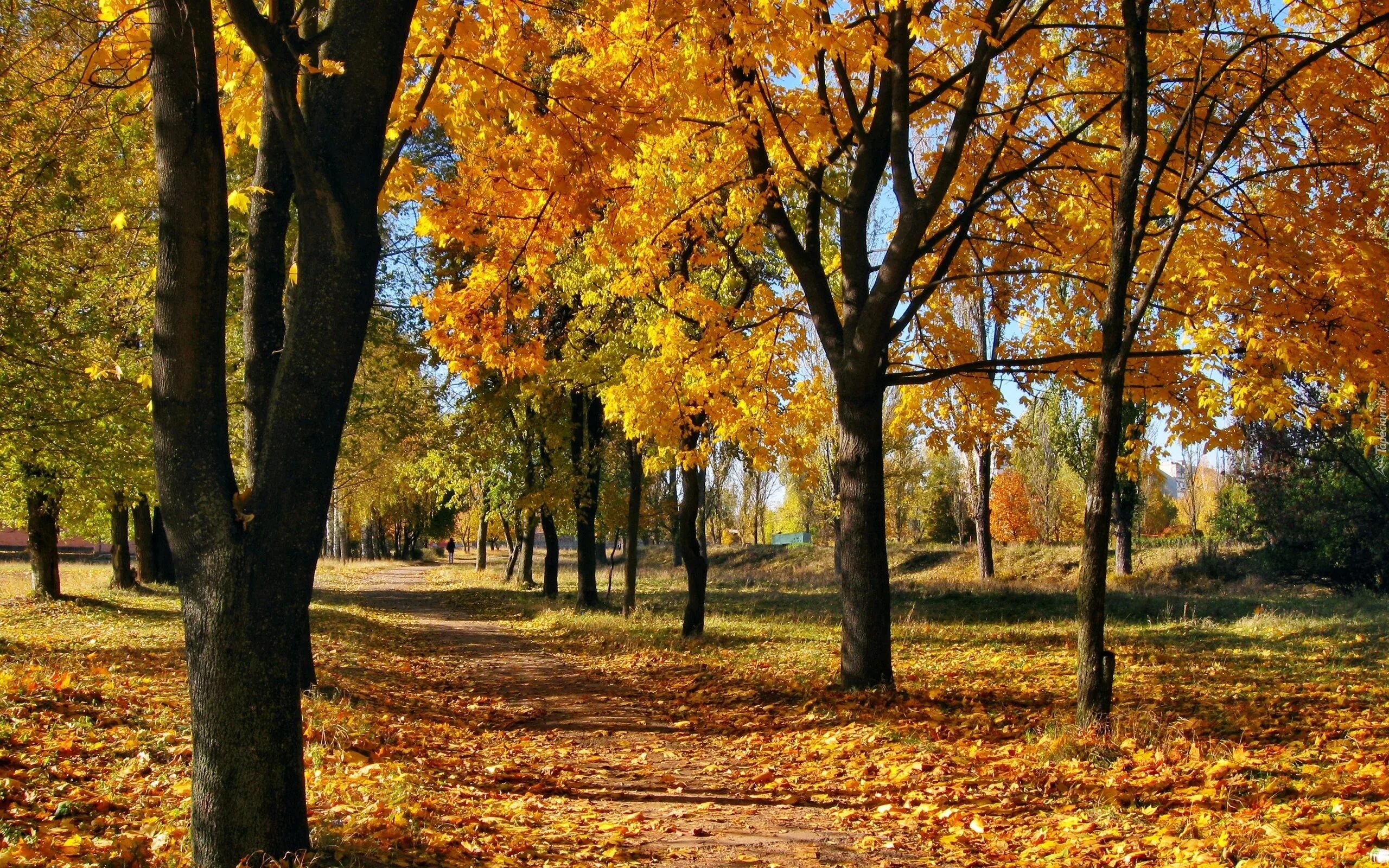 В старом парке есть кленовая аллея. Осень. Осенний парк. Осень фото. Золотая осень.