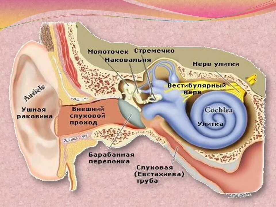Слуховой аппарат строение анатомия. Слуховой аппарат ухо строение. Строение слухового аппарата 1 класс. Слуховой аппарат внутреннего уха анатомия.