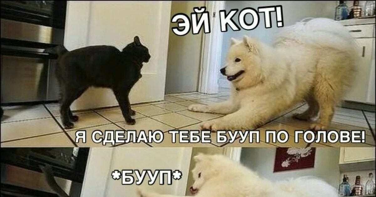 Boop кошачьим. Boop Cat Мем. Hey Cat imma Boop your head. Собачка делает Boop. Boop перевод