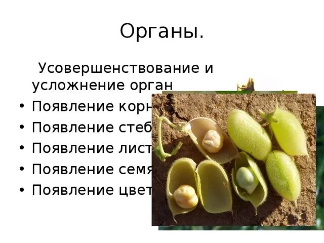 Появление вегетативных органов появление семени. Возникновение семени. Семя Зарождение. Во сколько лет появляется семя. Происхождение семян.