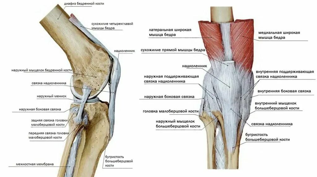 Медиальный бедренный мыщелок. Связки надколенника анатомия. Большеберцовая кость и коленный сустав. Соединение бедренной и большеберцовой кости.