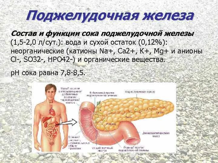 Состав пищеварительного сока поджелудочной железы. Состав и функции сока поджелудочной железы. Поджелудка функции. Поджелудочная железа состав поджелудочного сока.