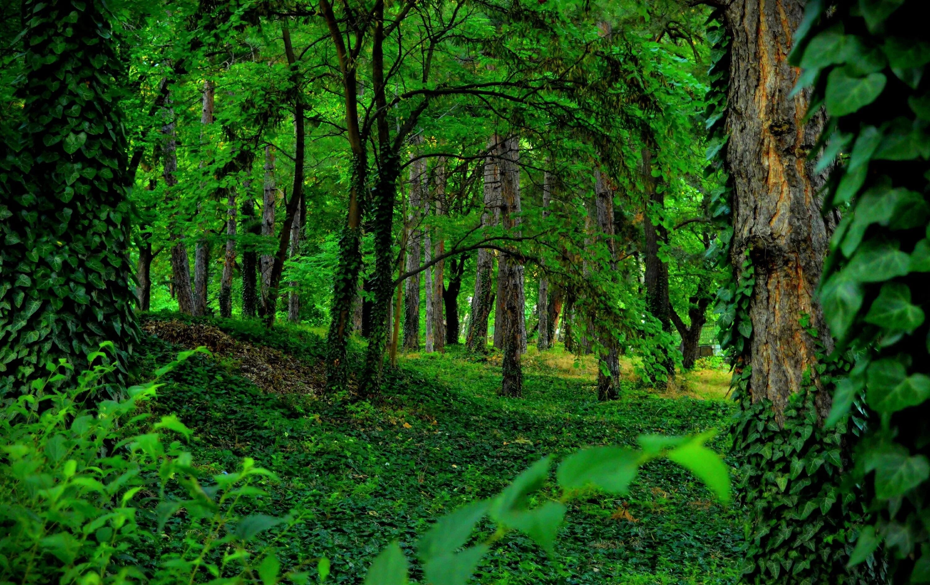 Greenery