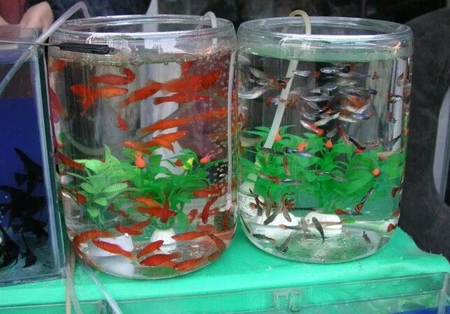 Сколько литров нужно рыбке. Аквариумные рыбки гуппи размножение. Растения для гуппи в аквариуме. Аквариум 25 литров гуппи. Аквариумы для 1 гуппи.