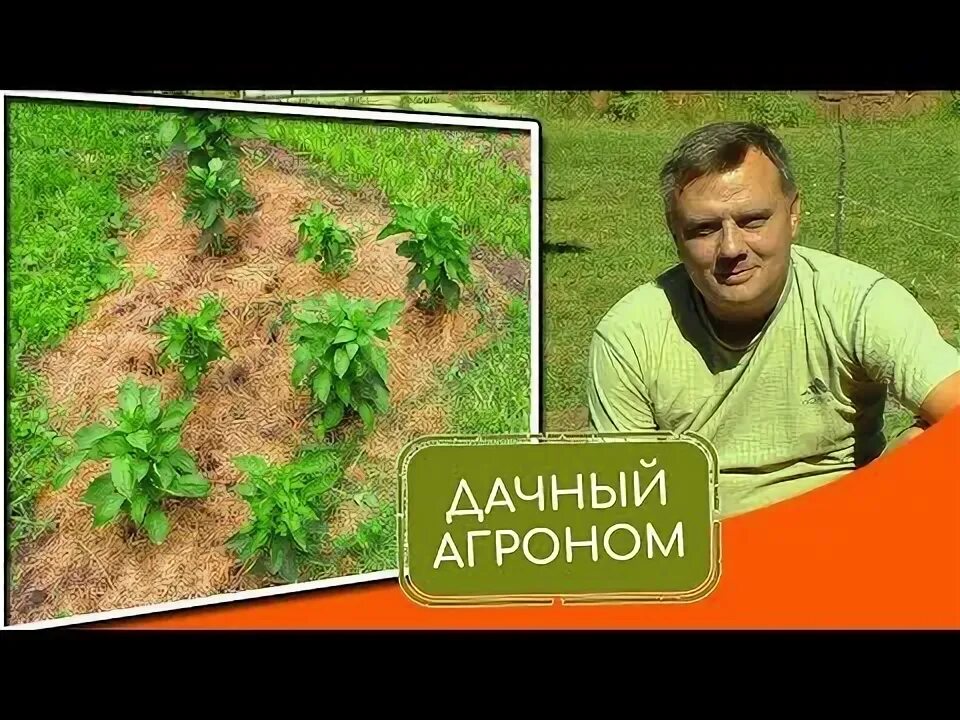 Сбор помидоров в теплицах. Дачный агроном грисюк. Дачный агроном рассада. Дачный агроном юля. Дачный агроном бокаши своими руками.