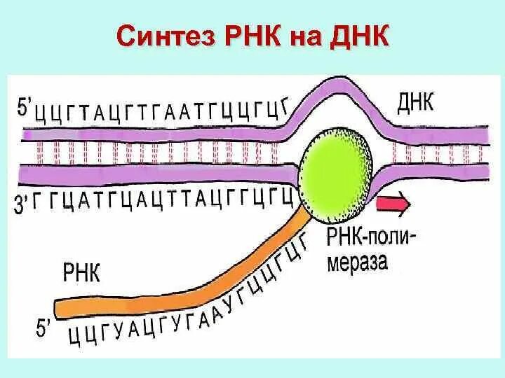 Синтез РНК. Синтез ДНК И РНК. Синтез РНК транскрипция. Схема синтеза РНК.