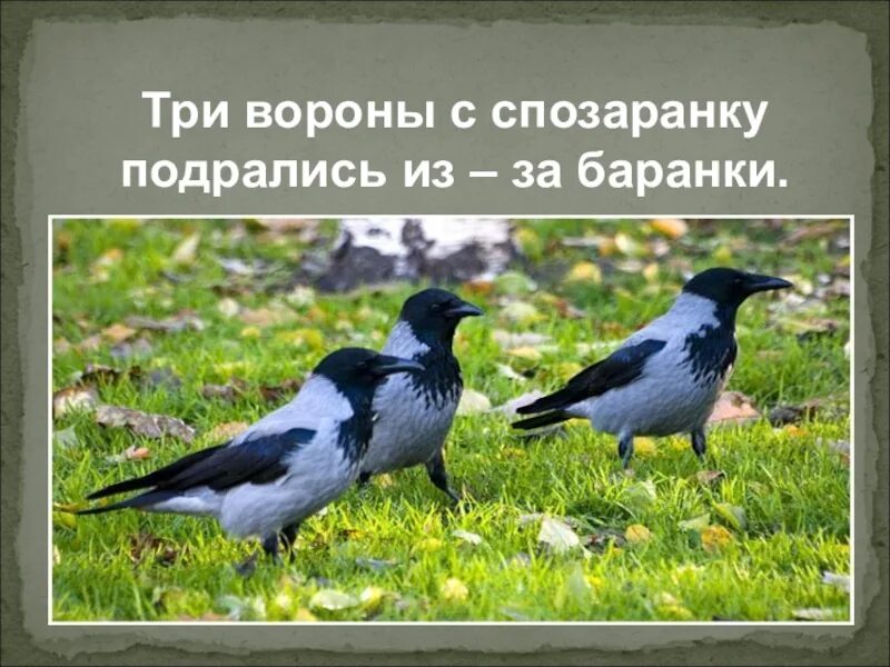 Вороны 3 часа. Три вороны. Три вороны спозаранку подрались из-за баранки. Скороговорка три вороны спозаранку. Три черные вороны.