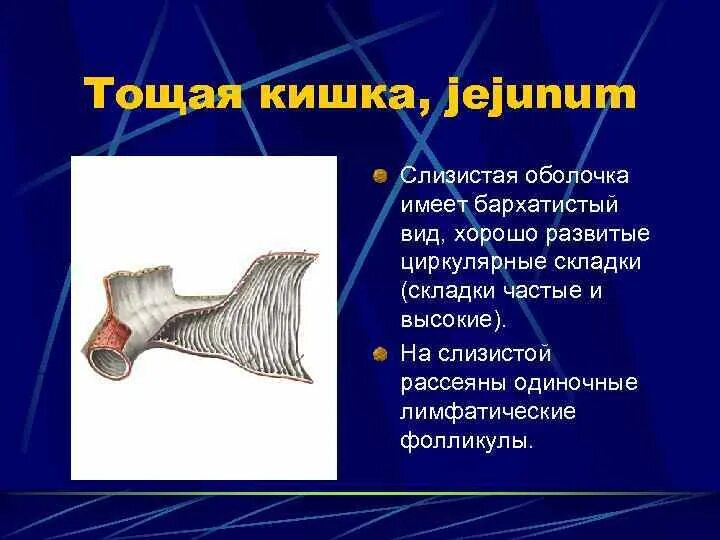 Функции тощей кишки. Функции тощей кишки