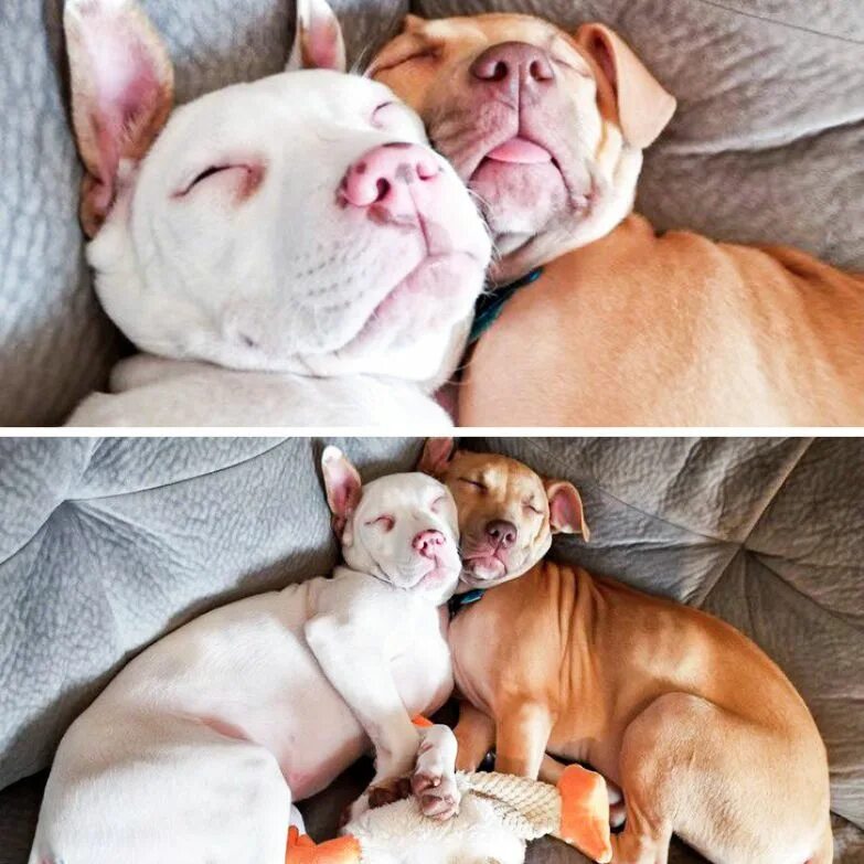 Собачий приют коста рика. К чему снится много животных. Маленький котенок. Множество животных. Спящие собаки.