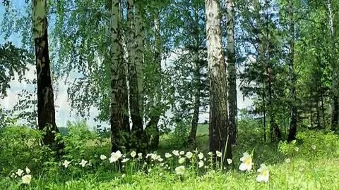 Ой вы луга и дубравы