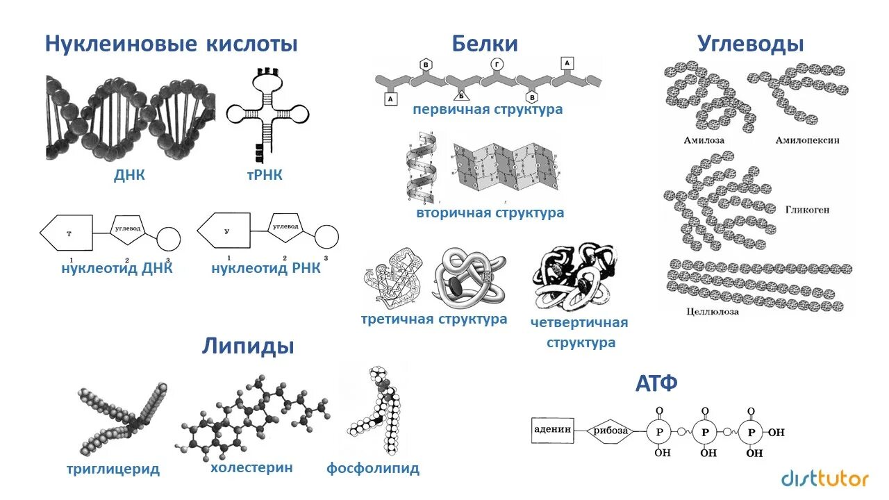 Кислотные белки