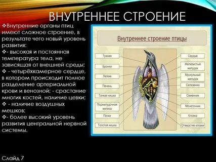 Наиболее сложное строение имеет