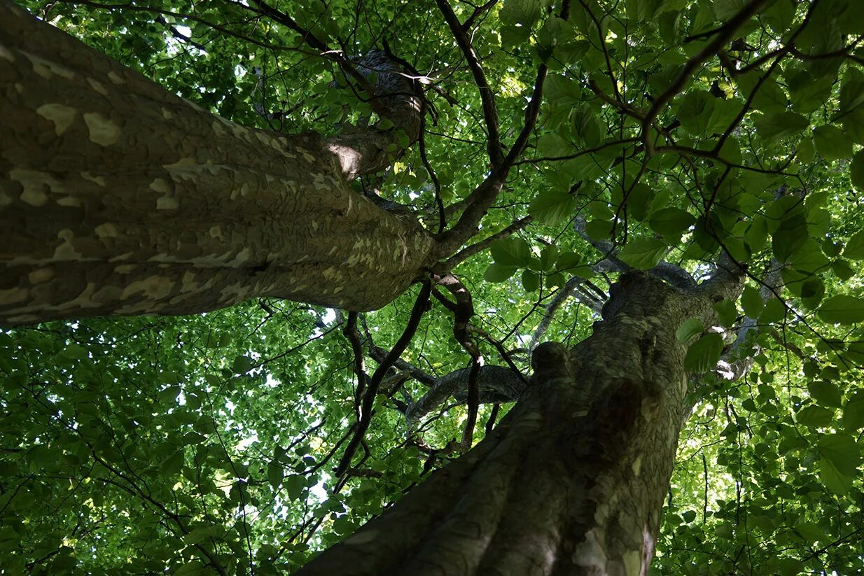 Железное дерево olnea tesoto. Азербайджанские деревья каштанов. Азербайджан дерево. Дерево ида азербайджан. Длинное дерево в азербайджане чинар.