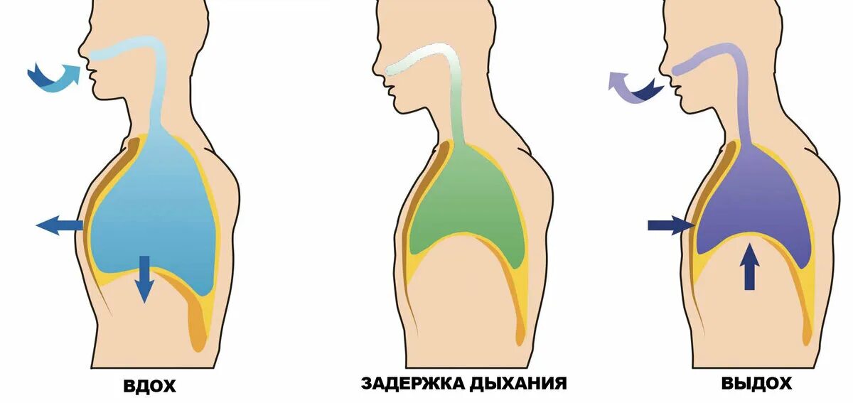 Дыхание. Дыхание подперло. Анимация вдоха человека. Пранаяма удлинение вдоха и выдоха. Вдох нового