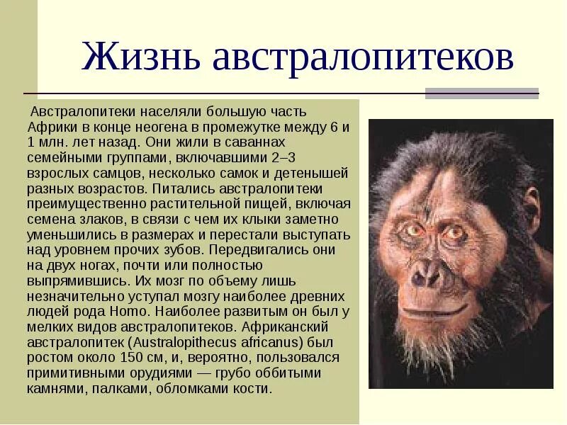 Ближайший предок человека и человекообразных обезьян. Предки австралопитеков. австралопитеки предки человека. австралопитек презентация. примат предок человека.