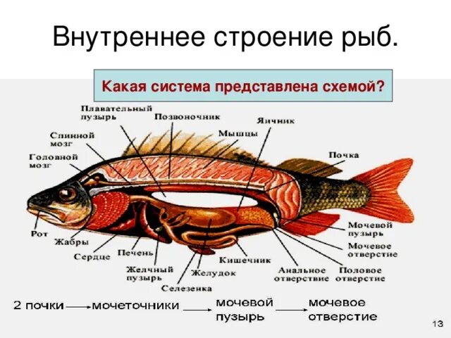 Внутреннее строение щуки