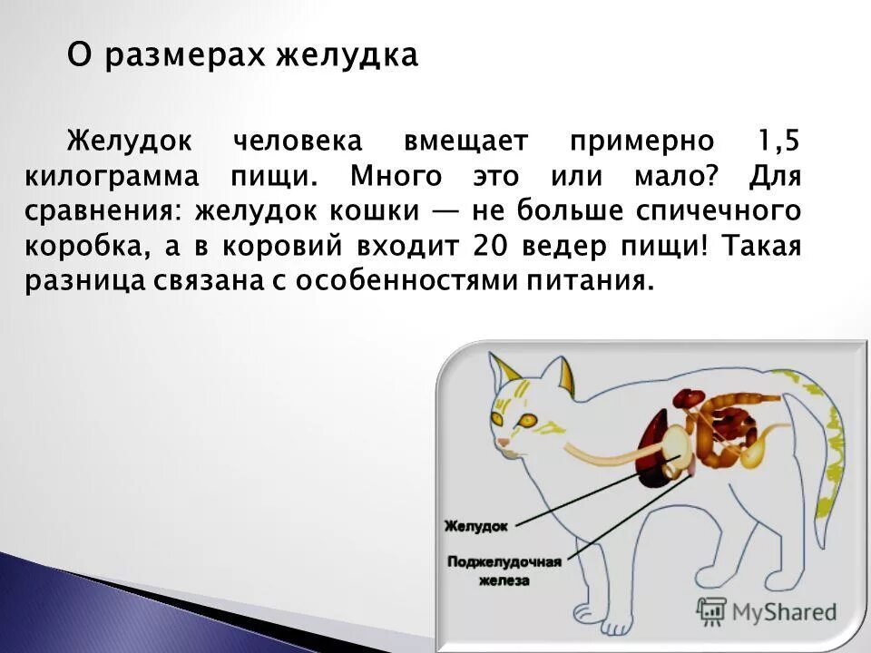 пищеварительная система кошки анатомия. какой желудок у кота. строение пищеварения у кошки. какой желудок у кота. строение пищеварительной системы кошки схема.
