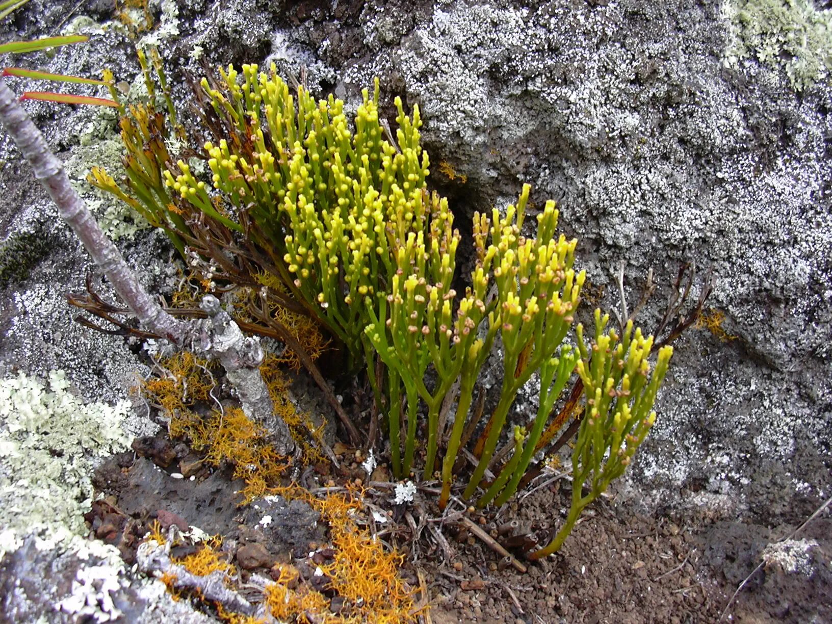 Psilotum nudum. Psilotum triquetrum. Риниофиты Силур. Псилот растение. Риниофиты первые растения освоившие наземно воздушную