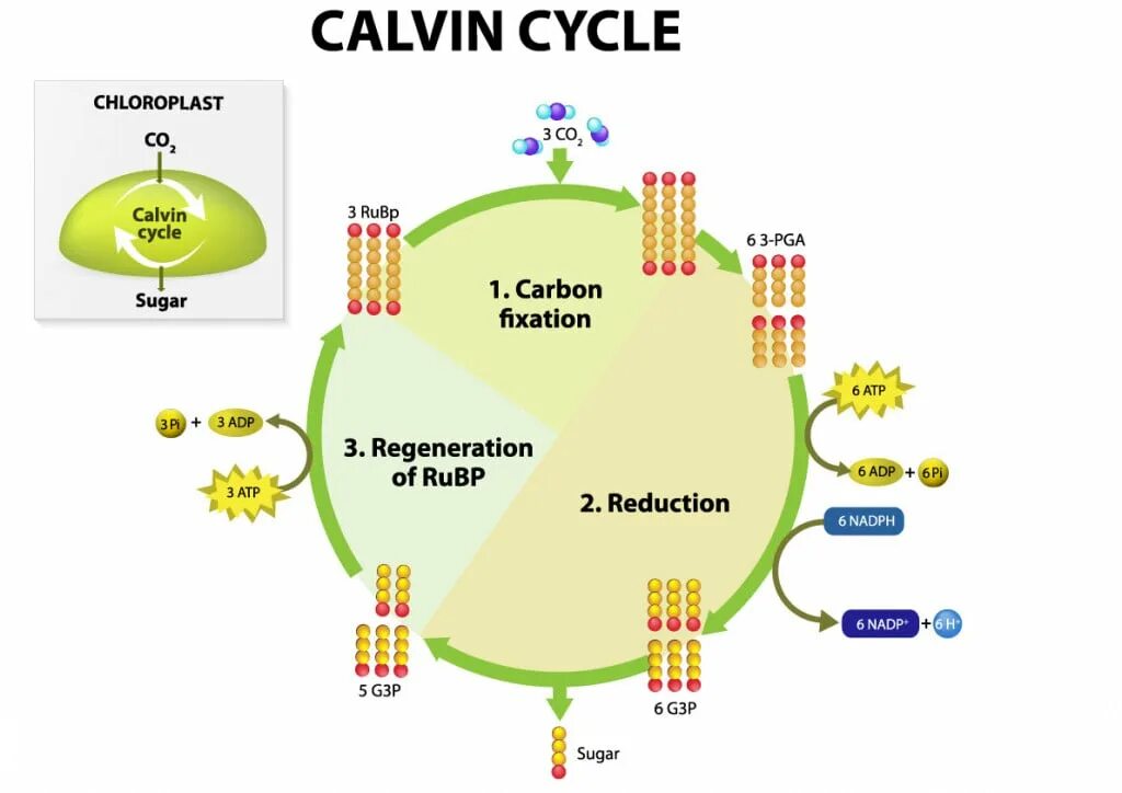 Цикл кальвина в хлоропластах. Цикл Кальвина в фотосинтезе схема. Цикл Кальвина упрощенная схема. Calvin Cycle.