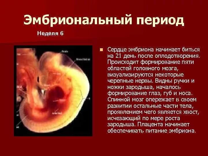 Через сколько плод после. Сердце эмбриона начинает биться. Когда начинает биться сердце у эмбриона. Бьется сердечко у эмбриона. Когда у ребёнка начинает биться сердце.