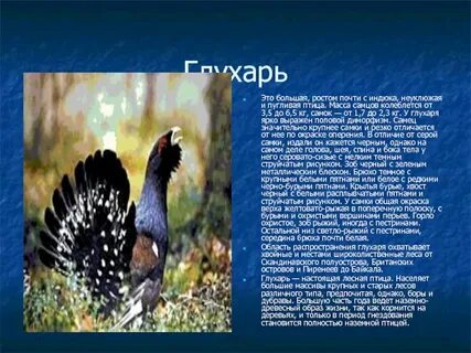 Глухарь 7