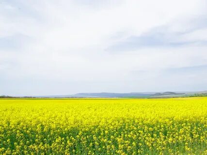 Field like