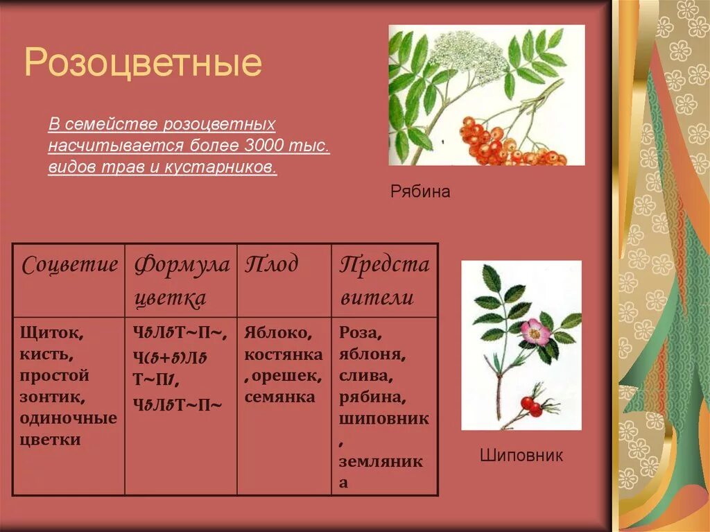 Формула цветка растений семейства розоцветные ответ. Семейства покрытосеменных растений Розоцветные. Таблица Розоцветные 6 класс биология. Признаки семейства розоцветных. Класс семейства розоцветных.