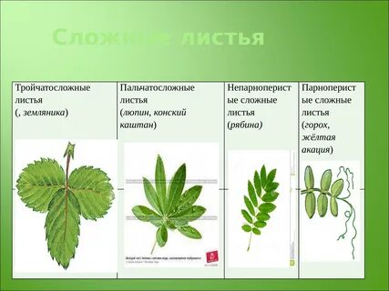 Ясень сидячий или черешковый