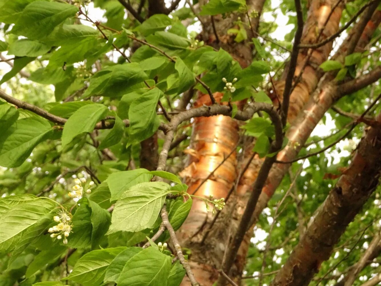 черемуха маака дерево. черёмуха маака. черемуха маака кора. черемуха маака цветение. сирень маака.