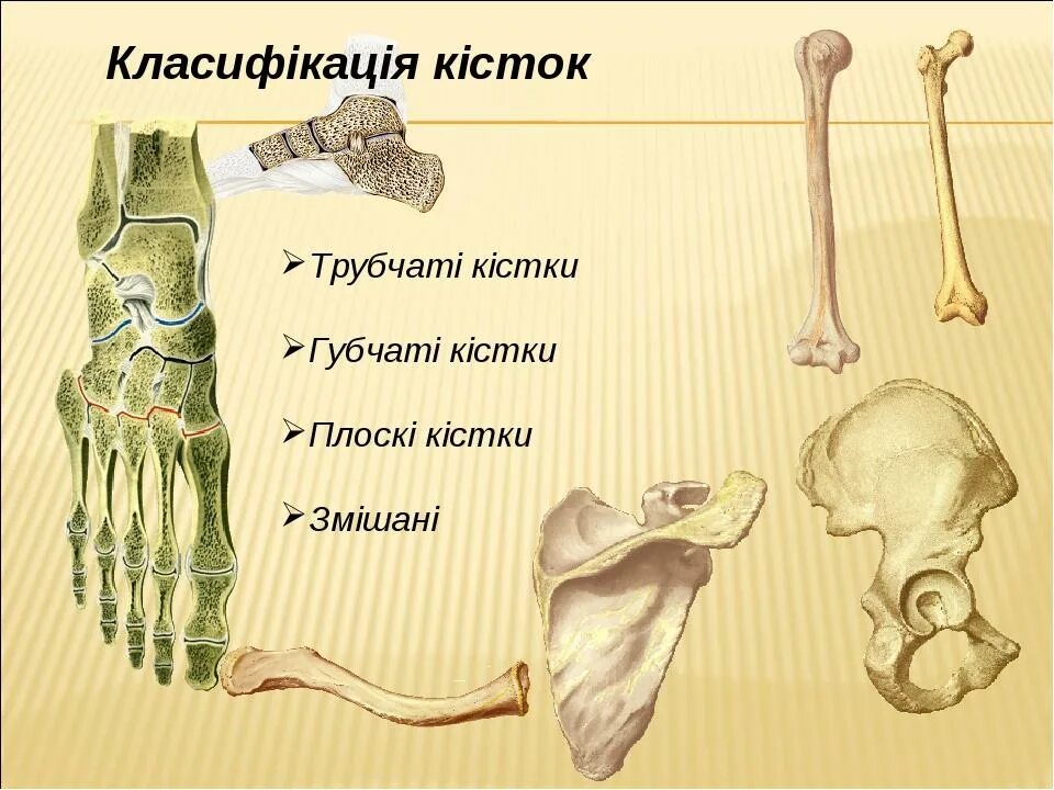 Кости дата. Классификация костей трубчатые губчатые смешанные. трубчатые губчатые плоские кости на скелете. остеология классификация костей. губчатая короткая трубчатая длинная кости.