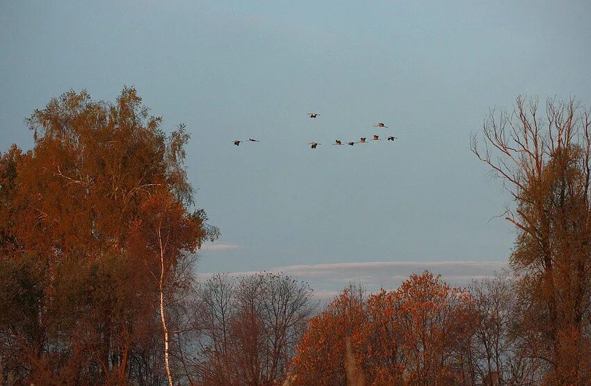 Журавлиный Клин в осеннем небе. Картина журавлиный Клин Туманов. Осенний Клин перелетных птиц. Птицы улетают. Гусей крикливых караван